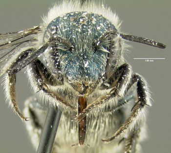 Media type: image;   Entomology 610965 Aspect: head frontal view